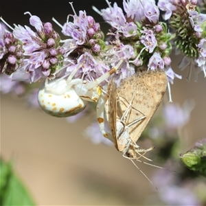 Thomisidae (family) at Hughes, ACT - suppressed