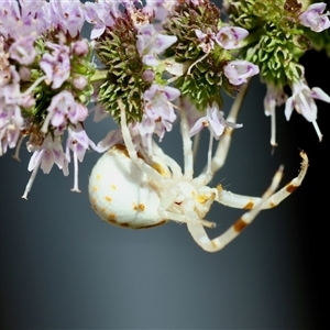 Thomisidae (family) at Hughes, ACT - suppressed