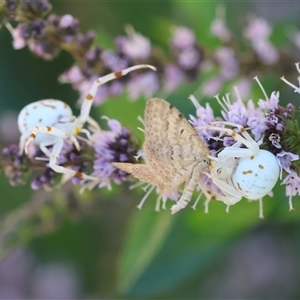 Thomisidae (family) at Hughes, ACT - suppressed