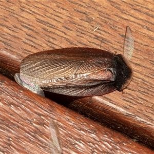 Laxta granicollis (Common bark or trilobite cockroach) at Higgins, ACT by AlisonMilton