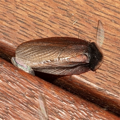 Laxta granicollis (Common bark or trilobite cockroach) at Higgins, ACT - 22 Nov 2024 by AlisonMilton