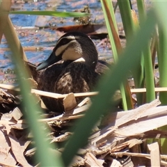 Anas superciliosa (Pacific Black Duck) at Fyshwick, ACT - 19 Jan 2025 by RodDeb