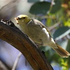 Ptilotula penicillata (White-plumed Honeyeater) at Fyshwick, ACT - 19 Jan 2025 by RodDeb