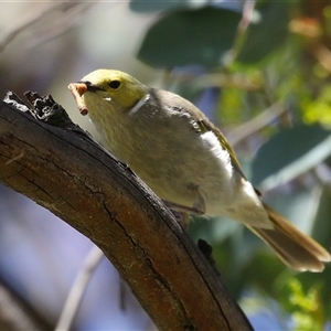 Ptilotula penicillata at Fyshwick, ACT by RodDeb