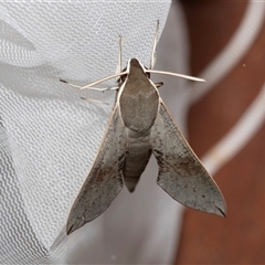 Hippotion scrofa (Coprosma Hawk Moth) at Higgins, ACT - 22 Nov 2024 by AlisonMilton