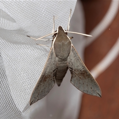 Hippotion scrofa (Coprosma Hawk Moth) at Higgins, ACT - 21 Nov 2024 by AlisonMilton