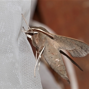 Hippotion scrofa at Higgins, ACT - 22 Nov 2024 07:13 AM