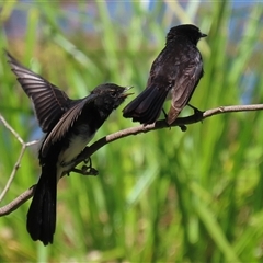 Rhipidura leucophrys (Willie Wagtail) at Fyshwick, ACT - 19 Jan 2025 by RodDeb