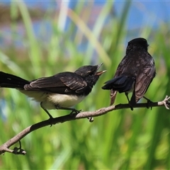 Rhipidura leucophrys at Fyshwick, ACT - 19 Jan 2025 12:01 PM