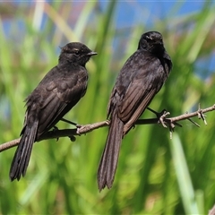 Rhipidura leucophrys at Fyshwick, ACT - 19 Jan 2025 12:01 PM