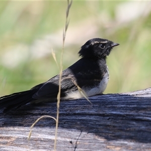 Rhipidura leucophrys at Fyshwick, ACT - 19 Jan 2025 12:01 PM