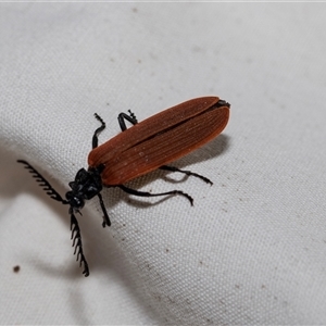 Porrostoma rhipidium (Long-nosed Lycid (Net-winged) beetle) at Higgins, ACT by AlisonMilton