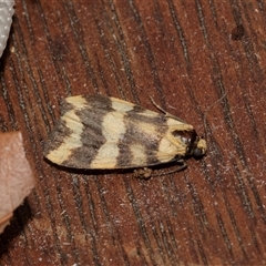 Termessa zonophanes (Double Yellow-patched Footman) at Higgins, ACT - 22 Nov 2024 by AlisonMilton