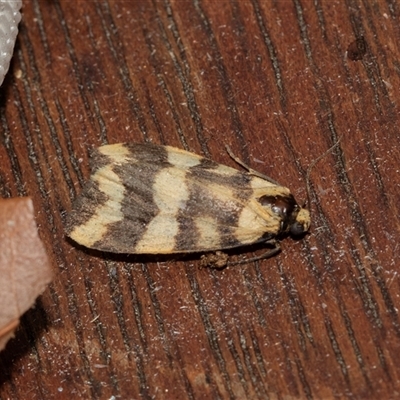 Termessa zonophanes (Double Yellow-patched Footman) at Higgins, ACT - 22 Nov 2024 by AlisonMilton