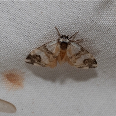 Thallarcha sparsana (Fair Footman) at Higgins, ACT - 21 Nov 2024 by AlisonMilton