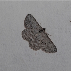Psilosticha absorpta (Fine-waved Bark Moth) at Higgins, ACT - 22 Nov 2024 by AlisonMilton