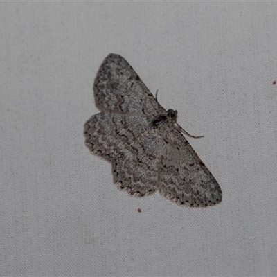 Psilosticha absorpta (Fine-waved Bark Moth) at Higgins, ACT - 22 Nov 2024 by AlisonMilton