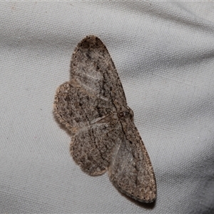 Unidentified Geometer moth (Geometridae) at Higgins, ACT by AlisonMilton