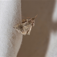 Scenedra decoratalis (A Pyralid moth) at Higgins, ACT - 22 Nov 2024 by AlisonMilton