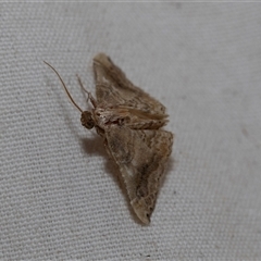 Unidentified Geometer moth (Geometridae) at Higgins, ACT - 21 Nov 2024 by AlisonMilton