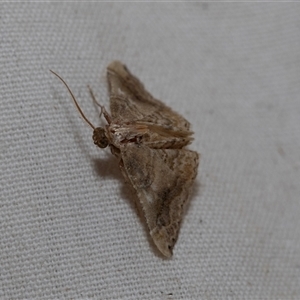 Unidentified Geometer moth (Geometridae) at Higgins, ACT by AlisonMilton