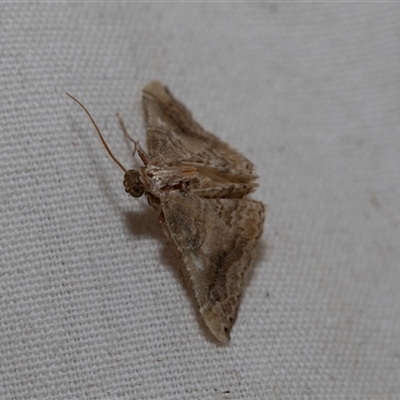 Scenedra decoratalis (A Pyralid moth) at Higgins, ACT - 22 Nov 2024 by AlisonMilton