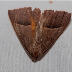 Epidesmia chilonaria (Golden-winged Epidesmia) at Higgins, ACT - 21 Nov 2024 by AlisonMilton