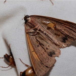 Epidesmia chilonaria at Higgins, ACT - 22 Nov 2024 07:04 AM