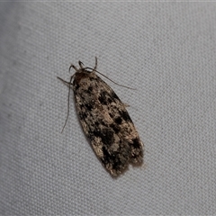 Barea (genus) (A concealer moth) at Higgins, ACT - 22 Nov 2024 by AlisonMilton