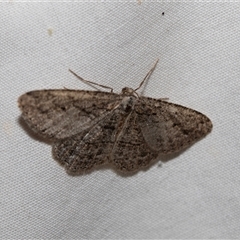 Zermizinga sinuata (Lucerne Looper, Spider Moth) at Higgins, ACT - 22 Nov 2024 by AlisonMilton