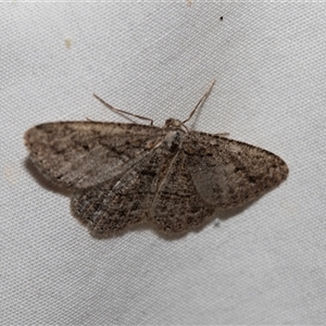 Unidentified Geometer moth (Geometridae) at Higgins, ACT by AlisonMilton