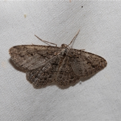 Unidentified Geometer moth (Geometridae) at Higgins, ACT - 21 Nov 2024 by AlisonMilton