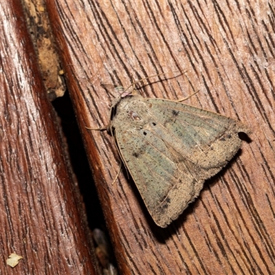 Pantydia metaspila (A Noctuid moth (Eribidae)) at Higgins, ACT - 22 Nov 2024 by AlisonMilton