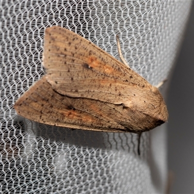 Mythimna (Pseudaletia) convecta (Common Armyworm) at Higgins, ACT - 22 Nov 2024 by AlisonMilton