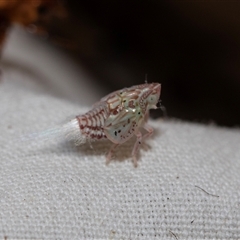 Siphanta sp. (genus) (Green planthopper, Torpedo bug) at Higgins, ACT - 22 Nov 2024 by AlisonMilton