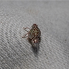 Siphanta sp. (genus) at Higgins, ACT - 22 Nov 2024 07:06 AM