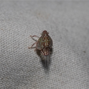 Siphanta sp. (genus) at Higgins, ACT - 22 Nov 2024 07:06 AM