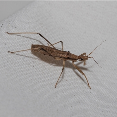 Sastrapada australica (An assassin bug) at Higgins, ACT - 22 Nov 2024 by AlisonMilton