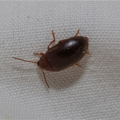 Nocar depressiusculus (Comb-clawed beetle) at Higgins, ACT - 22 Nov 2024 by AlisonMilton