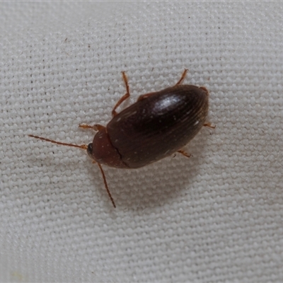 Nocar depressiusculus (Comb-clawed beetle) at Higgins, ACT - 22 Nov 2024 by AlisonMilton