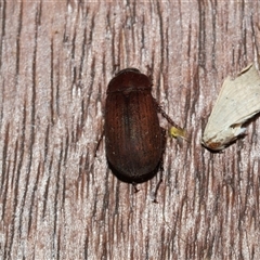 Sericesthis nigrolineata (Dusky pasture scarab) at Higgins, ACT - 22 Nov 2024 by AlisonMilton