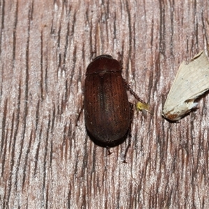 Sericesthis nigrolineata at Higgins, ACT - 22 Nov 2024 07:14 AM