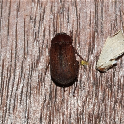 Unidentified Scarab beetle (Scarabaeidae) at Higgins, ACT - 21 Nov 2024 by AlisonMilton