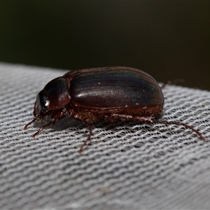 Sericesthis nigrolineata at Higgins, ACT - 22 Nov 2024 07:14 AM