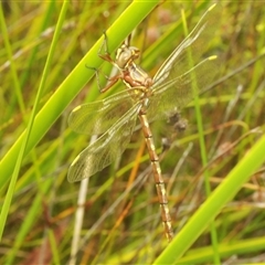 Archaeosynthemis orientalis at Oallen, NSW - 16 Jan 2025 by Harrisi