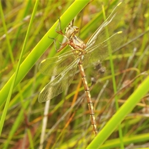 Archaeosynthemis orientalis at Oallen, NSW - 16 Jan 2025 11:47 AM