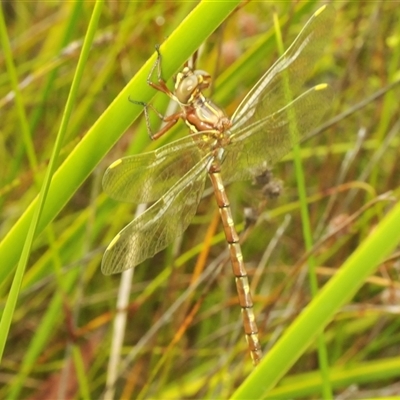 Archaeosynthemis orientalis (Eastern Brown Tigertail) at Oallen, NSW - 16 Jan 2025 by Harrisi