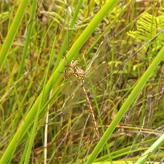 Archaeosynthemis orientalis at Oallen, NSW - 16 Jan 2025 11:47 AM