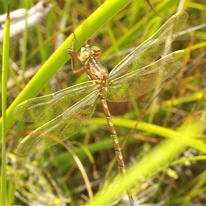 Archaeosynthemis orientalis at Oallen, NSW - 16 Jan 2025 11:47 AM