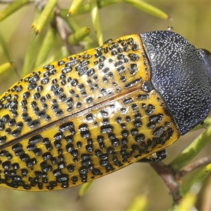 Stigmodera macularia at Boolijah, NSW - 16 Jan 2025 01:52 PM